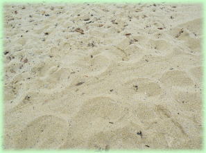 いなか浜（海がめが上陸した跡）の写真