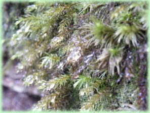 白谷雲水峡（水がしたたる苔）の写真