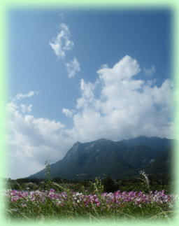 モッチョム岳とコスモス