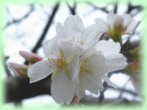 2月10日　屋久島山河公園桜写真