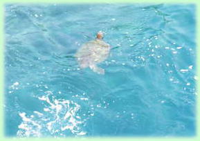 海亀の写真